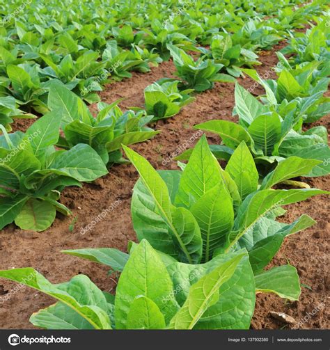Tobacco Plantation Young Plants — Stock Photo © Tiloligo 137932380