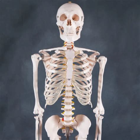 Human Skeleton Anatomical Model 180cm Medical Anatomy Life Size And