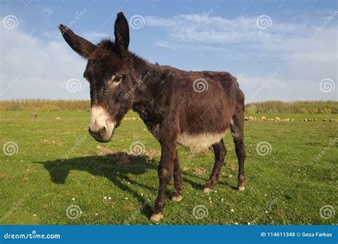 Cute Donkey On The Floral Spring Field Stock Photo Image Of Donkeys