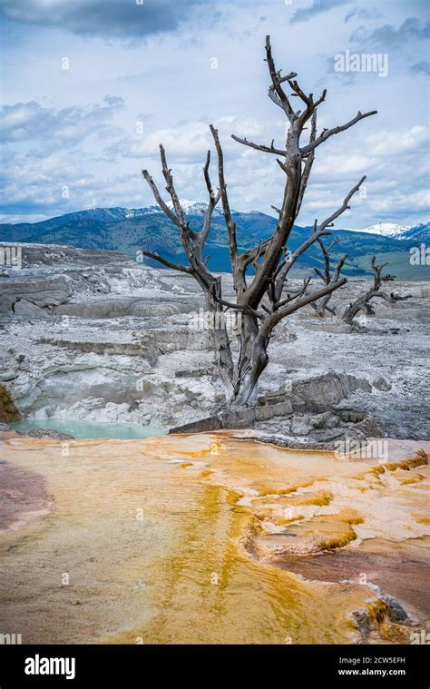 Mammoth Hot Springs In Yellowstone National Park Wyoming Usa Stock