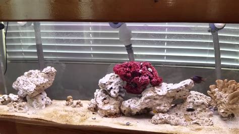 my first saltwater aquarium setup update 3 youtube