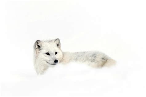 Arctic Fox 1 Photograph By Kelly Walkotten Pixels