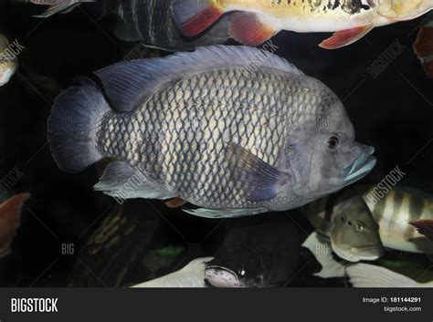 Tilapia Our Home Image And Photo Free Trial Bigstock