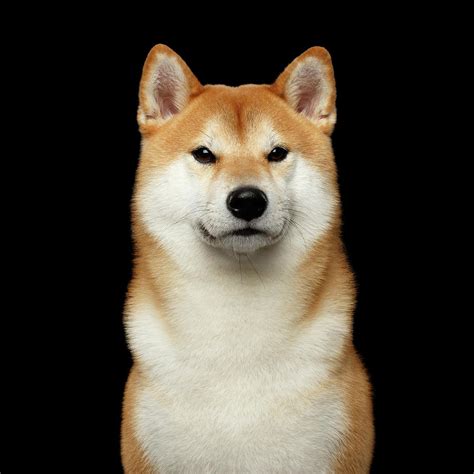 Brought to america from japan as recently as 60 years ago, shibas are growing in popularity in the west and are already the most popular breed in their homeland. Shiba Inu Photograph by Sergey Taran