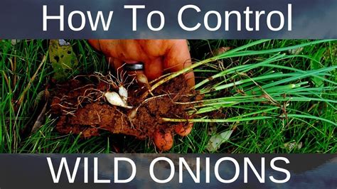 How To Get Rid Of Wild Onionsgarlic Without Damaging Lawn Organically