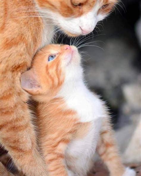 Love Mom Kittens Near Me Cute Cats And Kittens Baby Cats Kittens