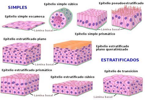 Tejidos animales Epitelio de revestimiento Atlas de Histología