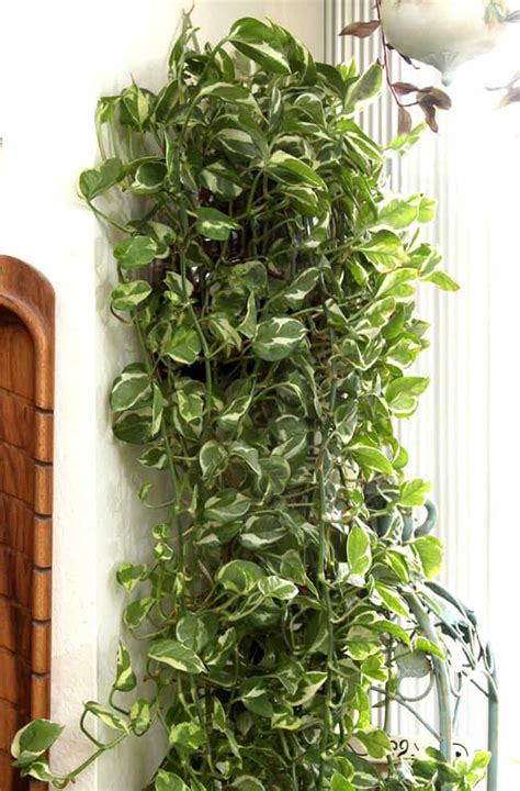 Darryl's designs and exotic plants. 12 Easy Air Purifying Indoor Plants for Beauty + Well ...