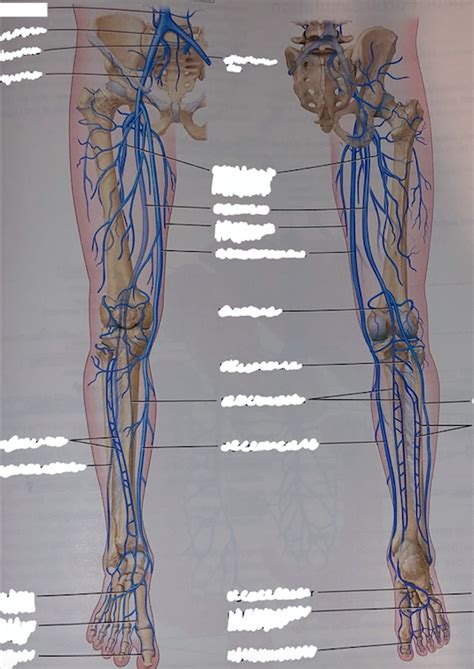 Right Leg Veins Superficial And Deep Diagram Quizlet