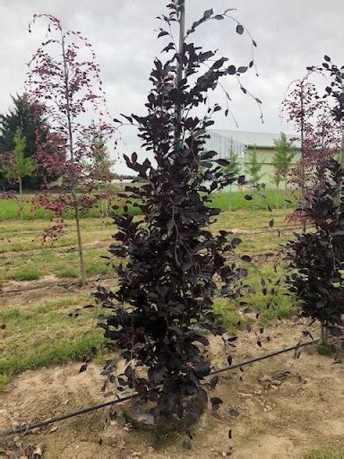 Dawyck Purple Beech Tree Profile By Kuenzi Turf And Nursery