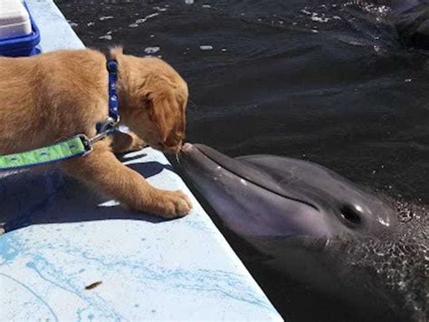 A Dog And A Dolphin Have Been Unlikely Best Friends Since They Met 8