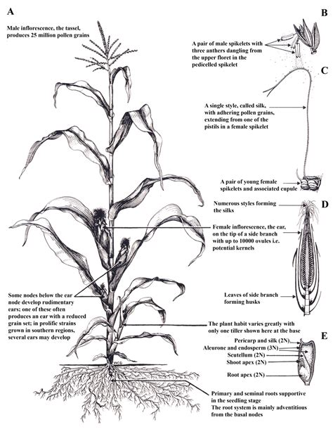 Maize Zea Mays A Model Organism For Basic And Applied Research In