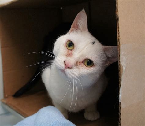 These signature programs for kids will foster compassion, responsibility, and respect toward animals, each other, and. Where Can I Foster Kittens Near Me - Pets Ideas