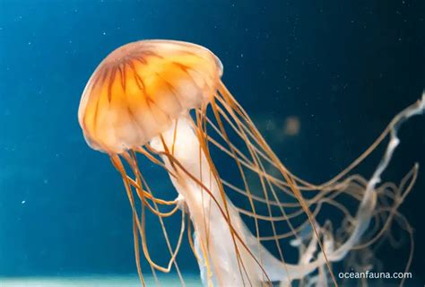 Do Jellyfish Have Gills Or Lungs Scientific Facts Ocean Fauna