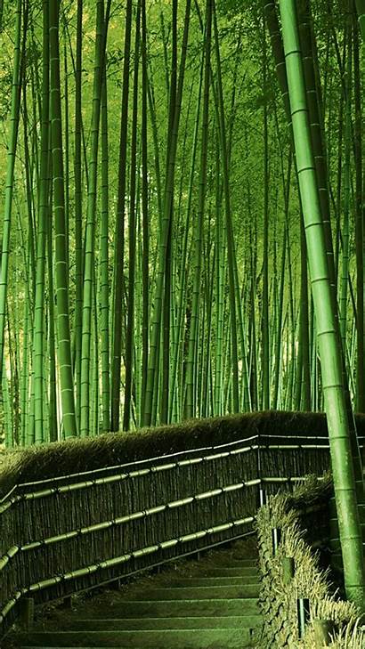 Bamboo Forest Background Japan Mobile Computer Phone
