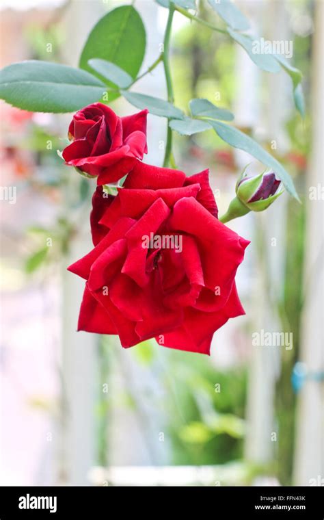 Close Up Beautiful Red Rose Flower Stock Photo Alamy