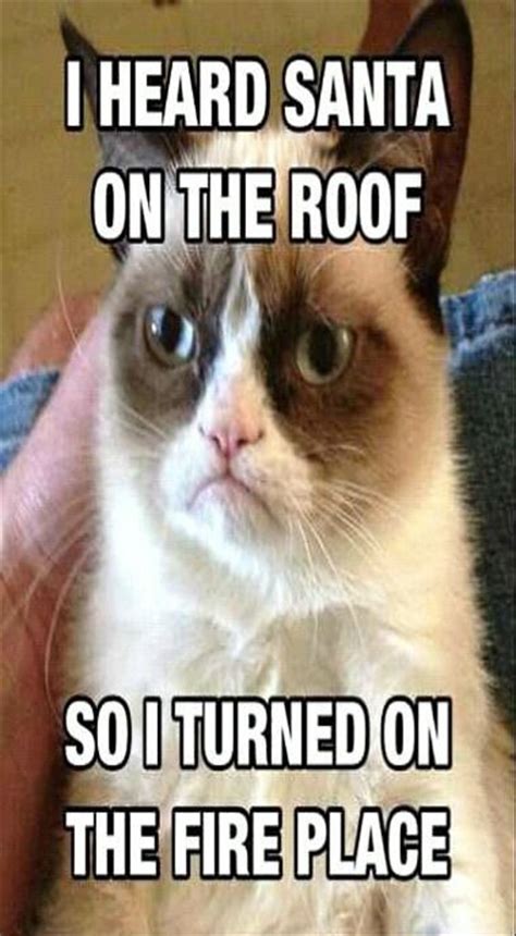 3678 Best Images About Grumpy Cat On Pinterest T