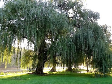Weeping Willow Trees City Park Iowa City Ia Photograph By Cynthia Woods