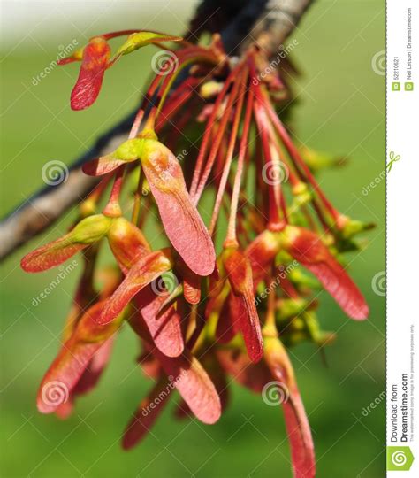 In extended drought periods this tree will benefit from a weekly deep watering. Juvenile Fruit Of Red Maple (Acer Rubrum) Tree Stock Photo ...