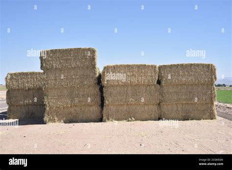 Arizona Alfalfa Bales Stock Photo Alamy