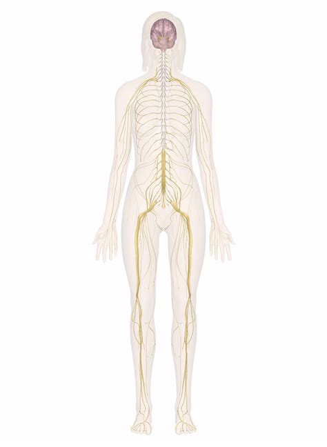 Color in the diagram as suggested below. Nervous System: Explore the Nerves with Interactive ...