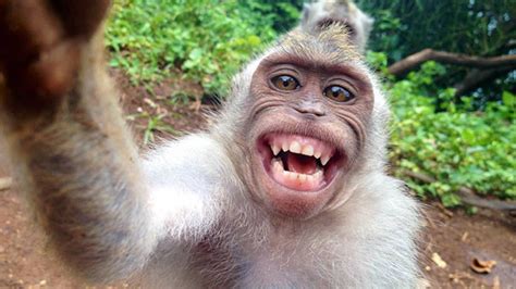 Famous Selfies Of The Animal Kingdom