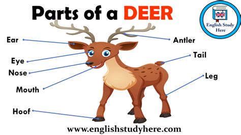 Parts Of A Deer Vocabulary English Study Here