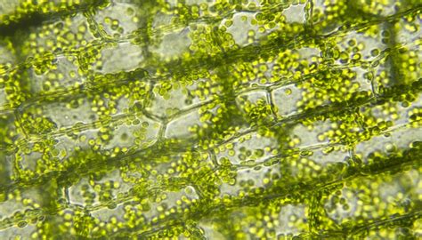 Why Do Chloroplasts Move In Elodea Sciencing
