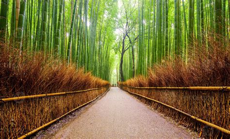 Camino Al Bosque De Bambú Arashiyama Kioto Japón 1319183 Foto De