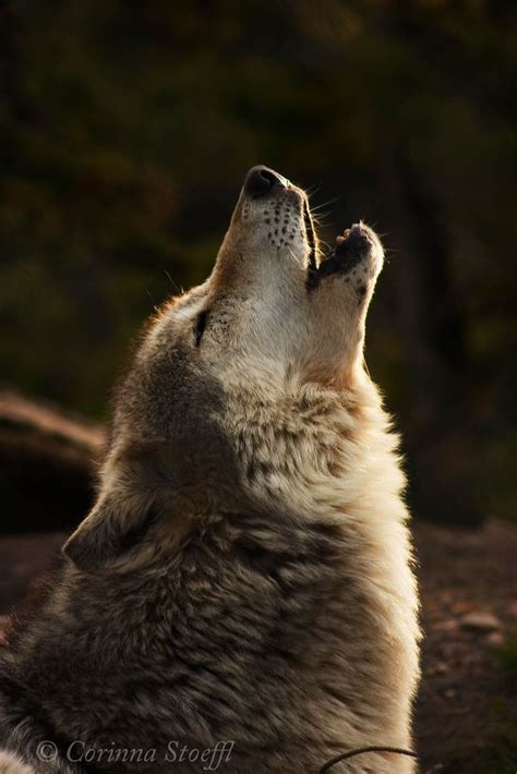 Flickrpbgvwzk Grey Wolf Howling Grey Wolf Howling With