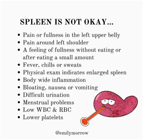 What Does The Spleen Do In Your Body