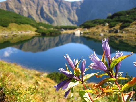 Flowers Near Lake Flower Mountain Nature Hd Wallpaper