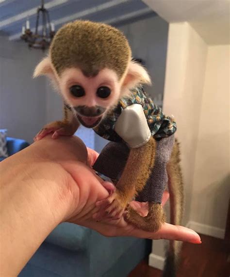 Squirrel Monkey For Sale In Florida 15 Petzlover