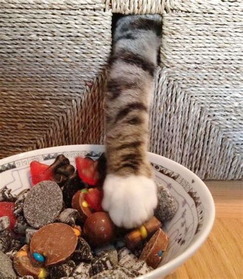 16 Naughty Cats Caught In The Act Of Stealing