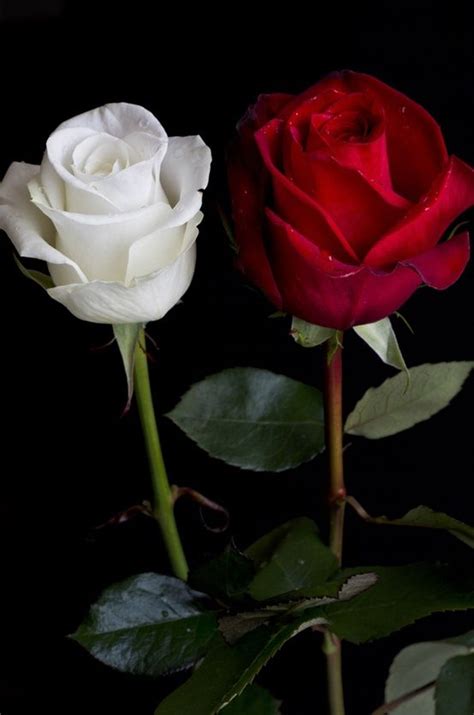 We offer an extraordinary number of hd images that will instantly freshen up your smartphone or. Red and White rose buds on black background | Flores ...