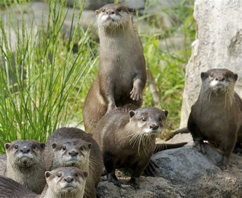 Its name comes from the very small claws on its fingers, they rely on their. Otter Family Makes a Splash at the Smithsonian's National ...
