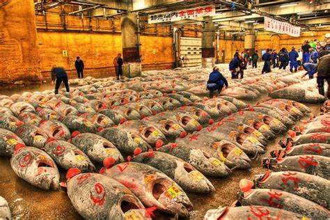 Experience The Vibrant Tokyo Tsukiji Fish Market