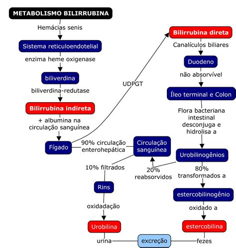 Mapa Mental De Fisiologia Metabolismo Da Bilirrubina Sanar Medicina