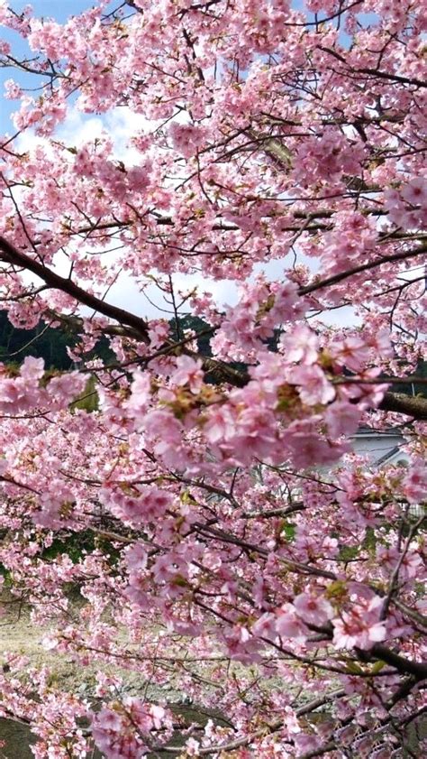 Cherry Blossom Phone Wallpaper Hd Flowers Cityscape Tokyo Cherry