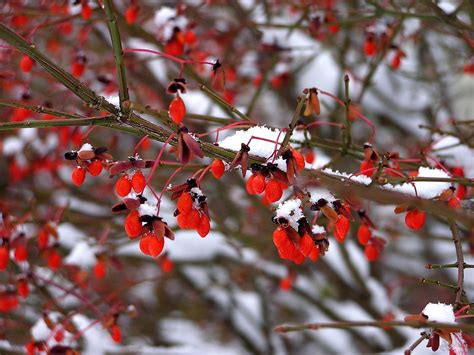 Snowberries Liz West Flickr