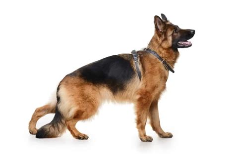 German Shepherd Tail Positions Meaning 13 Tell Tail Signs World Of Dogz