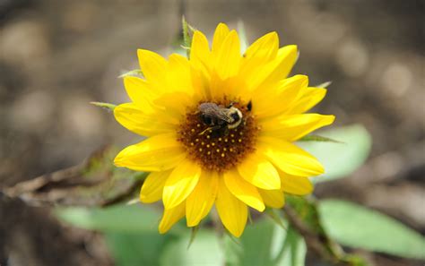 Celebrating The First Day Of Spring With News Of A Pollinator Garden On