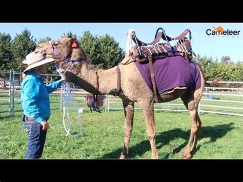 How to Saddle a Camel - YouTube