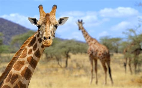 Giraffes Facing Silent Extinction As Population Plunges Rnz News