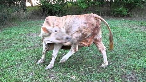 cow licking its itchy butt youtube
