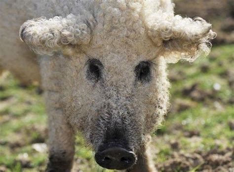Meet Furry Pigs That Look Like Sheep And Act Like Dogs Memolition