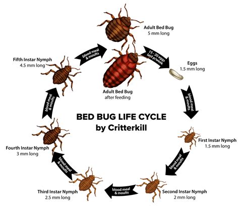 Critterkill How To Get Rid Of Bed Bugs Critterkill Pest Control