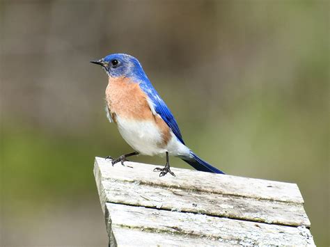 Male Eastern Bluebird Birdforum