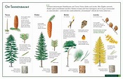 Naturtafel Nadelbäume - elk Verlag | Bäume erkennen, Nadelbäume ...