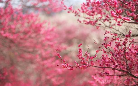 Gratis untuk komersial, bebas hak cipta. 10 Gambar Wallpaper Bunga Sakura | Gambar Top 10
